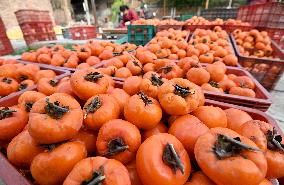 Persimmons Processed in Handan