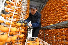 Persimmons Processed in Handan