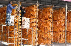 Persimmons Processed in Handan