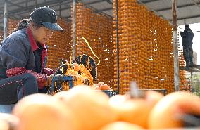 Persimmons Processed in Handan