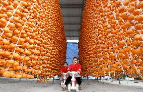 Persimmons Processed in Handan