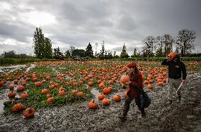 Pumpkin Patch In Richmond - British Columbia