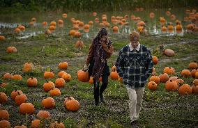 Pumpkin Patch In Richmond - British Columbia