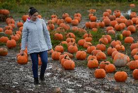 Pumpkin Patch In Richmond - British Columbia