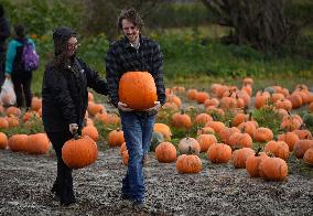 Pumpkin Patch In Richmond - British Columbia