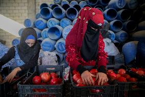 Manufacture Of Pomegranate Molasses And Drinks - Syria