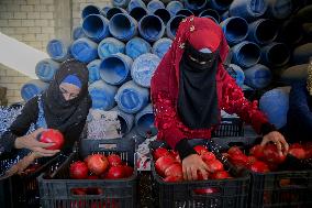 Manufacture Of Pomegranate Molasses And Drinks - Syria