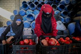 Manufacture Of Pomegranate Molasses And Drinks - Syria