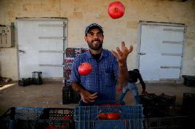 Manufacture Of Pomegranate Molasses And Drinks - Syria