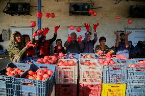 Manufacture Of Pomegranate Molasses And Drinks - Syria