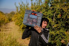 Manufacture Of Pomegranate Molasses And Drinks - Syria