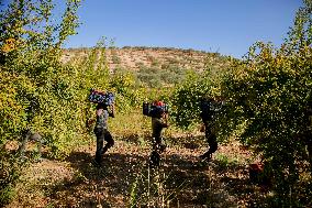 Manufacture Of Pomegranate Molasses And Drinks - Syria