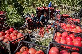 Manufacture Of Pomegranate Molasses And Drinks - Syria