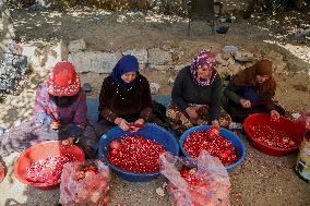 Manufacture Of Pomegranate Molasses And Drinks - Syria