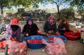 Manufacture Of Pomegranate Molasses And Drinks - Syria