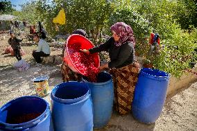 Manufacture Of Pomegranate Molasses And Drinks - Syria