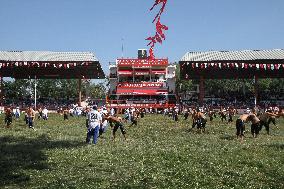 Oil Wrestling Tournament - Turkey