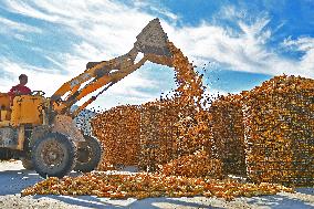 Bumper Harvest