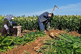 Bumper Harvest