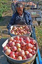 Bumper Harvest