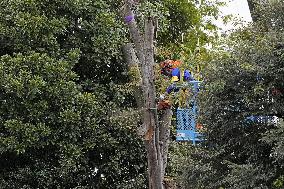 Tree cutting begins for Tokyo's Jingu Gaien redevelopment