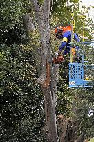 Tree cutting begins for Tokyo's Jingu Gaien redevelopment