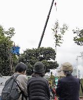 Tree cutting begins for Tokyo's Jingu Gaien redevelopment