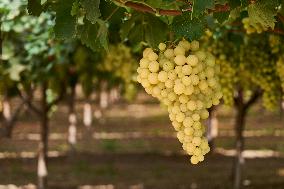 Ripening Italia Grapes In Vineyard