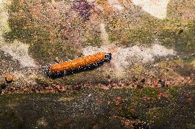 Common Jezebel Caterpillar - Delias Eucharis - Animal India