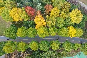 Autumn Scenery in China