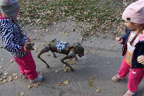 Robot dog at charity run in Ukrainian capital