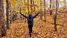 Forest During The Autumn Season