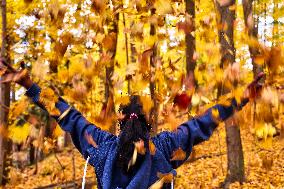 Forest During The Autumn Season