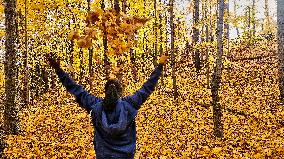 Forest During The Autumn Season