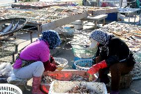 Seafood Industry