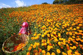 Farmers In Nepal Go Busy Plucking Marigold Flowers For Diwali/ Tihar