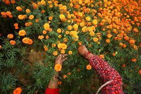 Farmers In Nepal Go Busy Plucking Marigold Flowers For Diwali/ Tihar