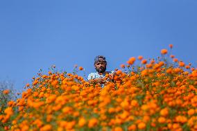 Farmers In Nepal Go Busy Plucking Marigold Flowers For Diwali/ Tihar