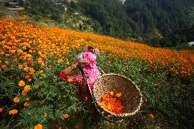 Farmers In Nepal Go Busy Plucking Marigold Flowers For Diwali/ Tihar