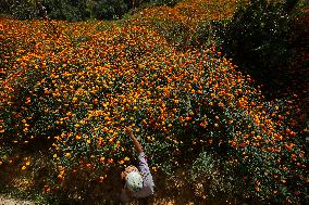 Farmers In Nepal Go Busy Plucking Marigold Flowers For Diwali/ Tihar