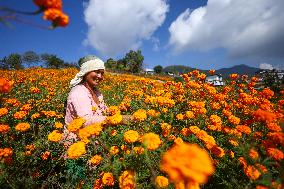 Farmers In Nepal Go Busy Plucking Marigold Flowers For Diwali/ Tihar