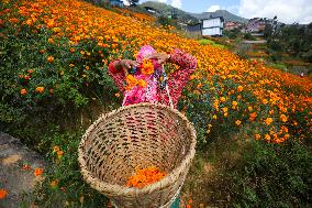 Farmers In Nepal Go Busy Plucking Marigold Flowers For Diwali/ Tihar