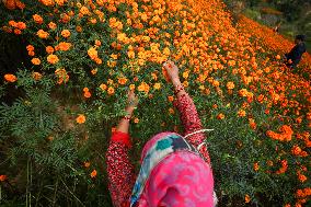 Farmers In Nepal Go Busy Plucking Marigold Flowers For Diwali/ Tihar