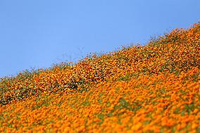 Farmers In Nepal Go Busy Plucking Marigold Flowers For Diwali/ Tihar