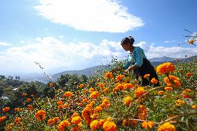 Farmers In Nepal Go Busy Plucking Marigold Flowers For Diwali/ Tihar