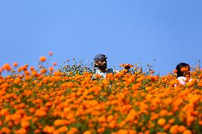 Farmers In Nepal Go Busy Plucking Marigold Flowers For Diwali/ Tihar