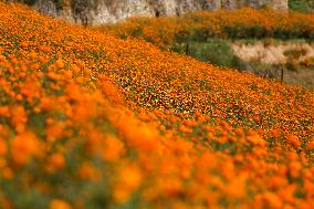 Farmers In Nepal Go Busy Plucking Marigold Flowers For Diwali/ Tihar