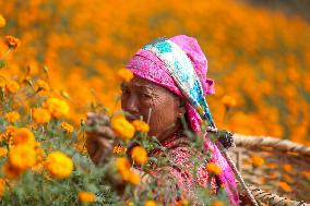 Farmers In Nepal Go Busy Plucking Marigold Flowers For Diwali/ Tihar