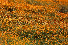 Farmers In Nepal Go Busy Plucking Marigold Flowers For Diwali/ Tihar