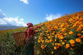 Farmers In Nepal Go Busy Plucking Marigold Flowers For Diwali/ Tihar